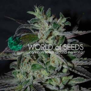 World of Seeds Strawberry Blue Early version Balenie: 7 ks
