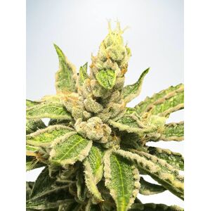 Ministry of Cannabis Mamacita 's Cookies Balenie: 2 ks
