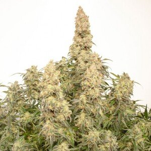 Dutch Passion Orange Bud 0% THC Balenie: 7 ks