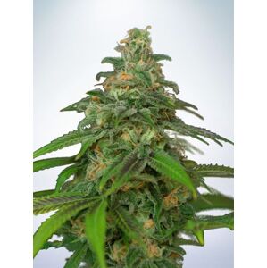 Ministry of Cannabis Auto Mandarin Haze Balenie: 2 ks