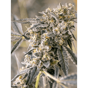 Ministry of Cannabis Konopné semená Auto Zkittleberry Balenie: 5 ks