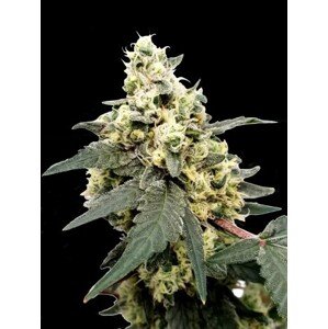 Paradise seeds Auto Kong 4 0 % THC 5 ks Balenie: 3 ks