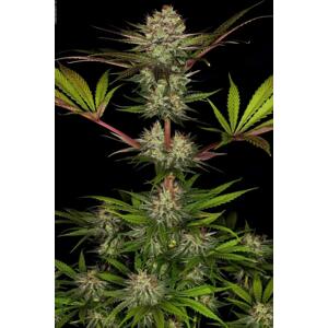 Paradise Seeds Konopné semená Chocolate Wafflez Balenie: 5 ks