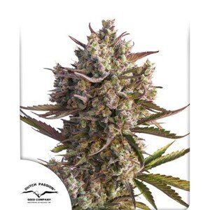 Dutch Passion Blueberry 0% THC Balenie: 7 ks