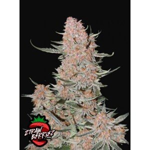 420 Fast Buds Konopné semená Ztrawberriez Auto Balenie: 1 ks