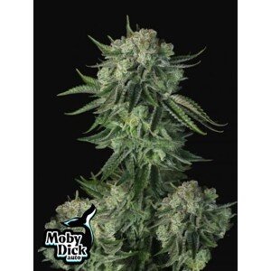 420 Fast Buds Konopné semená Moby Dick Auto Balenie: 1 ks