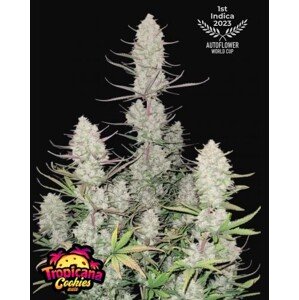 420 Fast Buds Konopné semená Tropicana Cookies Auto Balenie: 1 ks