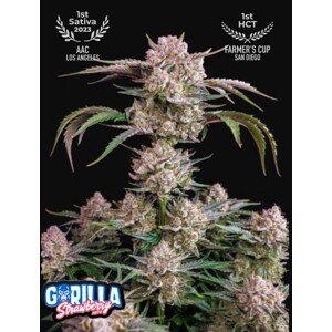 420 Fast Buds Konopné semená Strawberry Gorilla Auto Balenie: 3 ks
