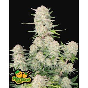 420 Fast Buds Konopné semená Apricot Auto Balenie: 5 ks