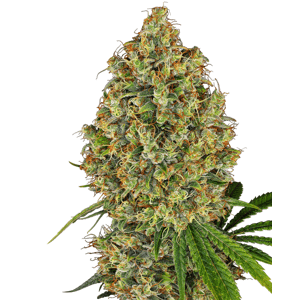 Sensi seeds Purple Bud Fem 0% THC Balenie: 3 ks