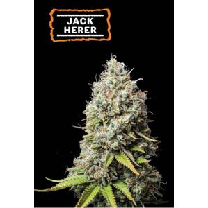 Seedstockers Jack Herer Auto 0% THC Balenie: 1 ks