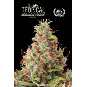 Seedstockers AK420 AUTO 0% THC Balenie: 1 ks