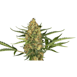 Sensi seeds Banana Kush Cake Auto 0% THC Balenie: 5 ks