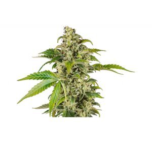 Sensi seeds Banana Kush Cake Auto 0% THC Balenie: 5 ks