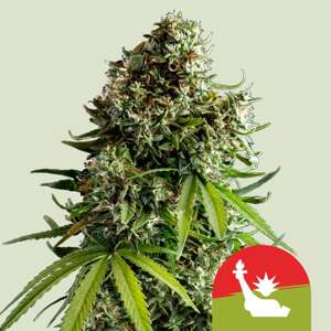 Royal Queen Seeds Konopné semená NYC Sour D Auto Balenie: 1 ks