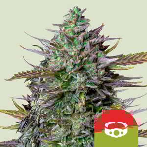 Royal Queen Seeds Semená konope GOAT'lato Auto Balenie: 3 ks