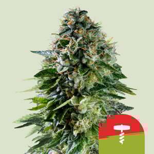 Royal Queen Seeds Konopné semená Corkscrew Auto Balenie: 1 ks