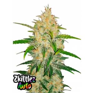 420 Fast Buds Konopné semená Zkittlez Auto Balenie: 1 ks