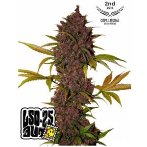 420 Fast Buds Semená konope LSD-25 Auto Balenie: 3 ks