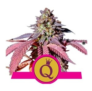 Royal Queen Seeds Purple Queen Fem Balenie: 1 ks