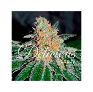 Delicious Seeds CBD Jam Balenie: 3 ks