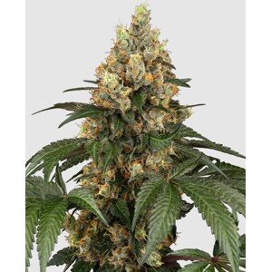 Sensi seeds Purple Bud Fem 0% THC Balenie: 5 ks