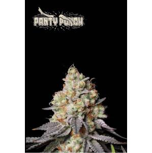 Seedstockers AK420 AUTO 0% THC Balenie: 1 ks