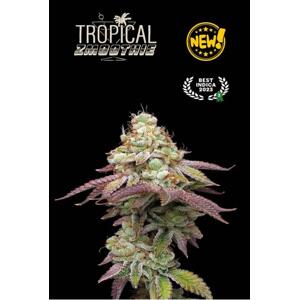 Seedstockers AK420 AUTO 0% THC Balenie: 1 ks