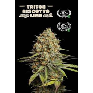 Seedstockers AK420 AUTO 0% THC Balenie: 1 ks
