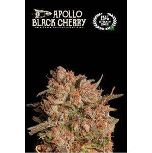 Seedstockers AK420 AUTO 0% THC Balenie: 25 ks