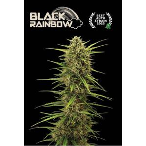 Seedstockers AK420 AUTO 0% THC Balenie: 1 ks