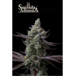 Seedstockers AK420 AUTO 0% THC Balenie: 3 ks