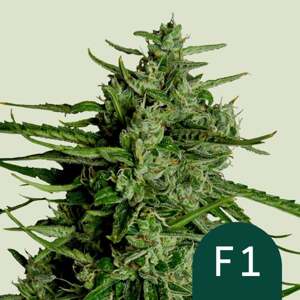 Royal Queen Seeds Special Queen 1 0 % THC 5 ks Balenie: 3 ks