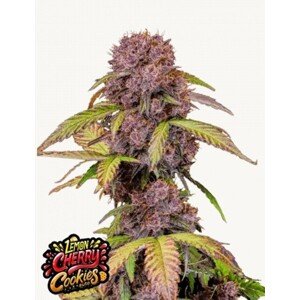 420 Fast Buds Konopné semená Lemon Cherry Cookies Auto Balenie: 3 ks