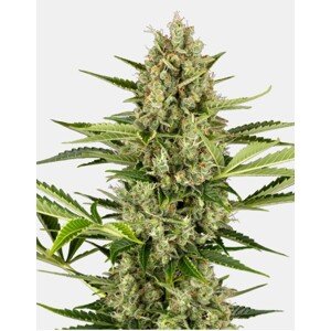 Sensi seeds Banana Kush Cake Auto 0% THC Balenie: 3 ks