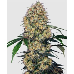 Sensi seeds Banana Kush Cake Auto 0% THC Balenie: 3 ks