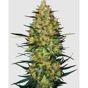 Sensi seeds Banana Kush Cake Auto 0% THC Balenie: 3 ks