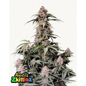 420 Fast Buds Konopné semená Amnesia Zkittlez Auto Balenie: 3 ks