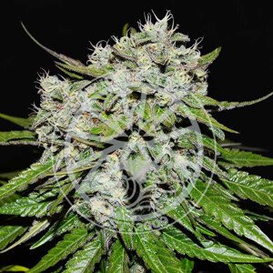 Delicious seeds Critical Neville Haze Auto 0 % THC 5 ks Balenie: 10 ks