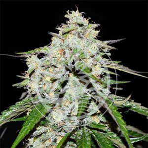 Delicious seeds Critical Neville Haze Auto 0 % THC 5 ks Balenie: 5 ks