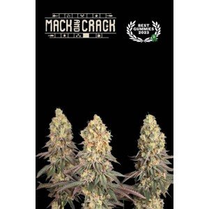 Seedstockers AK420 AUTO 0% THC Balenie: 3 ks