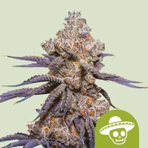 Royal Queen Seeds Special Queen 1 0 % THC 5 ks Balenie: 1 ks