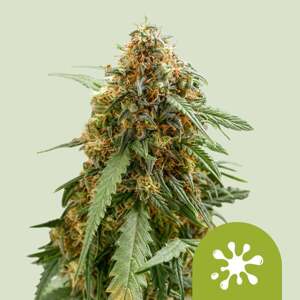 Royal Queen Seeds Special Queen 1 0 % THC 5 ks Balenie: 3 ks