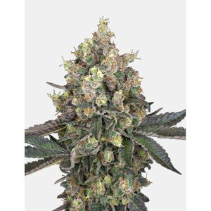 Sensi seeds Purple Bud Fem 0% THC Balenie: 3 ks