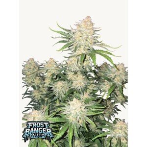 Seedstockers AK420 AUTO 0% THC Balenie: 5 ks