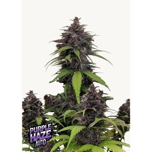 Seedstockers AK420 AUTO 0% THC Balenie: 5 ks