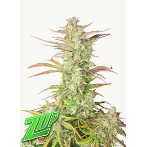 Seedstockers AK420 AUTO 0% THC Balenie: 1 ks