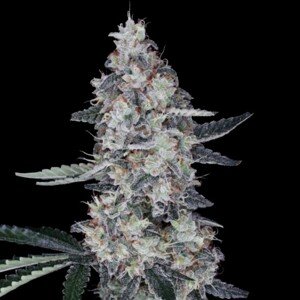 DNA Genetics Semená konope Watermelon Man Auto Balenie: 10 ks