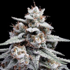 DNA Genetics Semená konope Skywalker Kush Auto Balenie: 10 ks