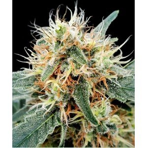 Paradise seeds Auto Kong 4 0 % THC 5 ks Balenie: 3 ks